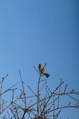 Ağaç dalında dinlenen ev serçesi