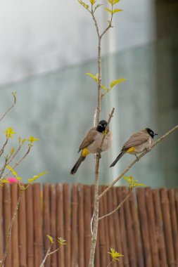 Kırmızı bıyıklı Bulbul - Pycnonotus jocosus