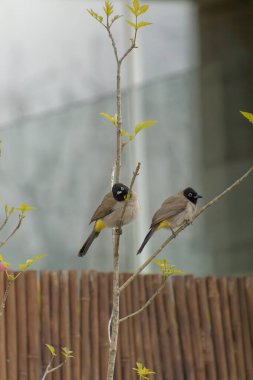 Kırmızı bıyıklı Bulbul - Pycnonotus jocosus