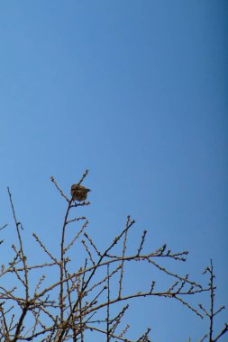 Ağaç dalında dinlenen ev serçesi