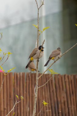 Kırmızı bıyıklı Bulbul - Pycnonotus jocosus