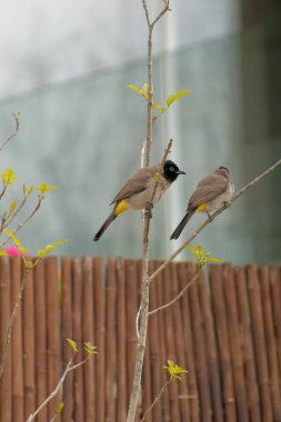 Kırmızı bıyıklı Bulbul - Pycnonotus jocosus