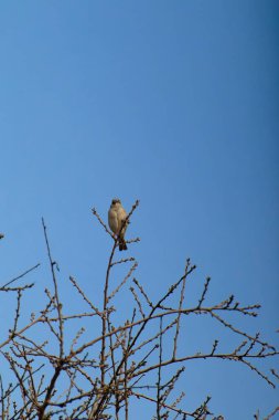 Ağaç dalında dinlenen ev serçesi