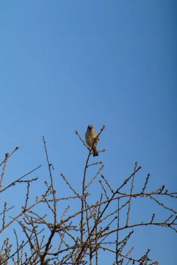 Ağaç dalında dinlenen ev serçesi