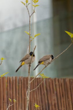 Kırmızı bıyıklı Bulbul - Pycnonotus jocosus