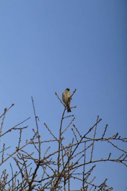 Ağaç dalında dinlenen ev serçesi