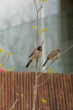 Kırmızı bıyıklı Bulbul - Pycnonotus jocosus
