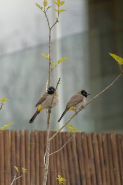 Kırmızı bıyıklı Bulbul - Pycnonotus jocosus
