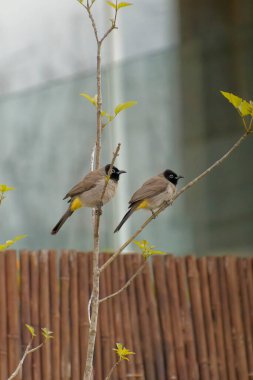 Kırmızı bıyıklı Bulbul - Pycnonotus jocosus