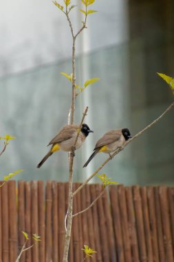 Kırmızı bıyıklı Bulbul - Pycnonotus jocosus