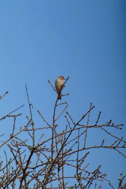 Ağaç dalında dinlenen ev serçesi