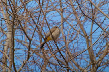 Kırmızı bıyıklı Bulbul - Pycnonotus jocosus