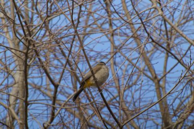 Kırmızı bıyıklı Bulbul - Pycnonotus jocosus