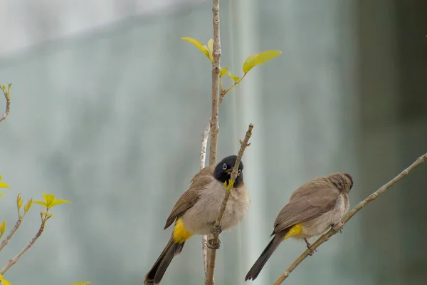 Red-whiskered Bulbul - Pycnonotus jocosus — Zdjęcie stockowe