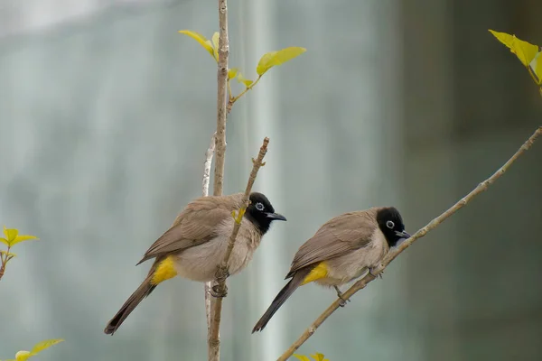 Red-whiskered Bulbul - Pycnonotus jocosus — стокове фото