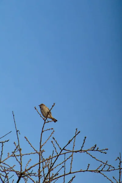 Moineau domestique reposant sur une branche d'arbre — Photo