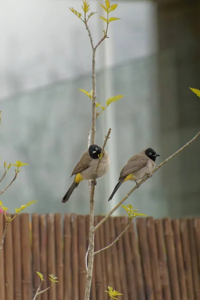 Bulbul moustachu - Pycnonotus jocosus — Photo