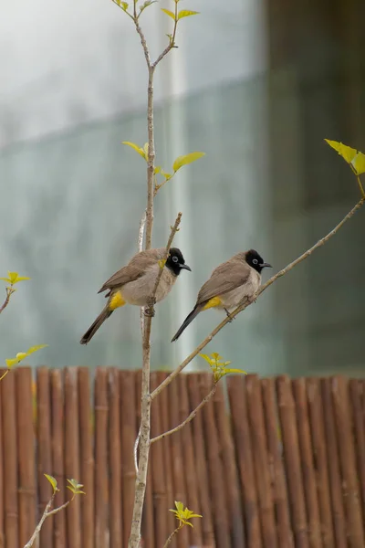 Red-whiskered Bulbul - Pycnonotus jocosus — Zdjęcie stockowe