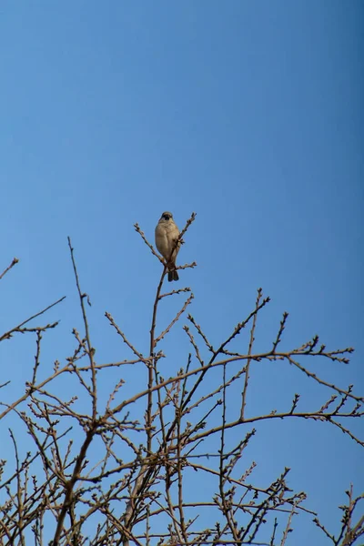Ağaç dalında dinlenen ev serçesi