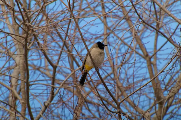 Kırmızı bıyıklı Bulbul - Pycnonotus jocosus — Stok fotoğraf