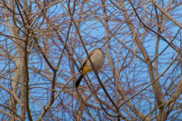 Kırmızı bıyıklı Bulbul - Pycnonotus jocosus — Stok fotoğraf