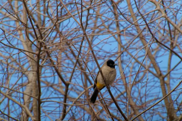 Kırmızı bıyıklı Bulbul - Pycnonotus jocosus — Stok fotoğraf