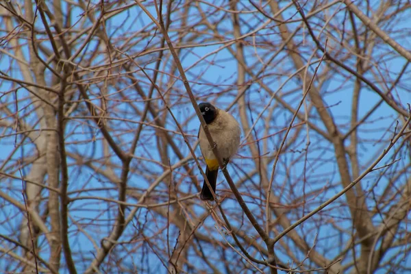 Kırmızı bıyıklı Bulbul - Pycnonotus jocosus — Stok fotoğraf