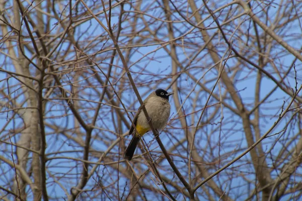 Bulbul moustachu - Pycnonotus jocosus — Photo