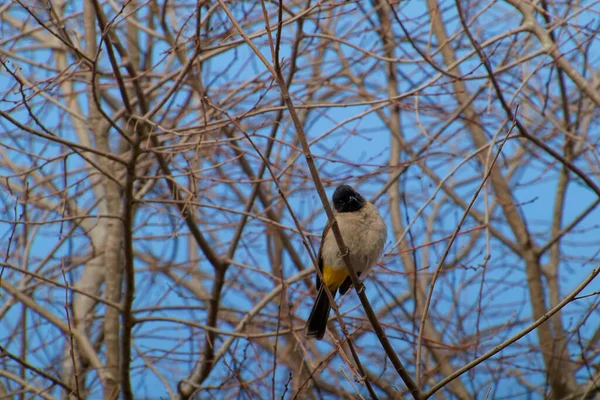 Kırmızı bıyıklı Bulbul - Pycnonotus jocosus — Stok fotoğraf