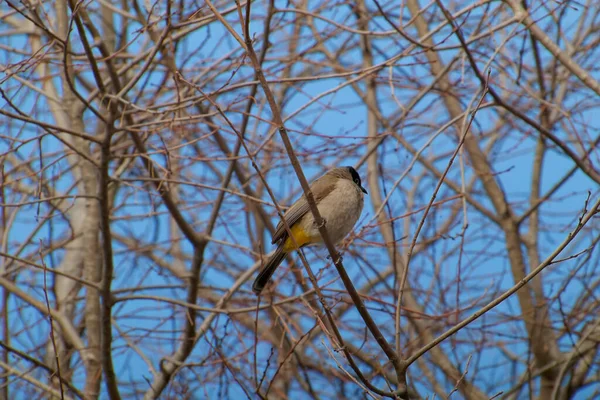 Kırmızı bıyıklı Bulbul - Pycnonotus jocosus — Stok fotoğraf