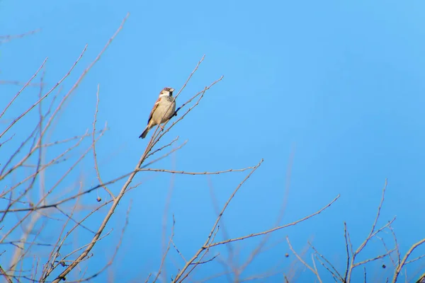 Ev serçesi Passer domesticus. — Stok fotoğraf