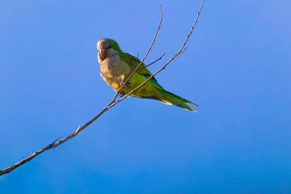 Птахи папуги сидять — стокове фото