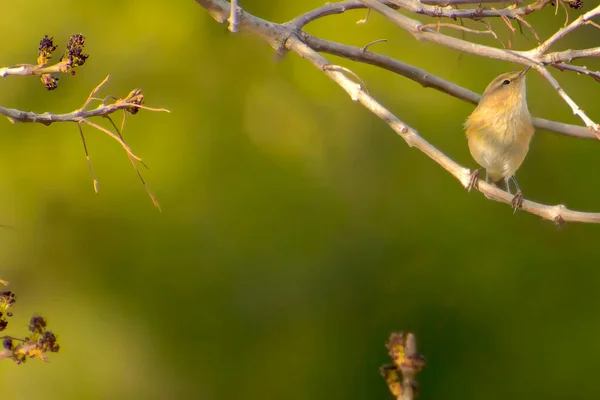 一般的なシェフ、 Phylloscopus colyita 、美しい紫色のルピナスの花で歌っています。自然界の鳥 — ストック写真