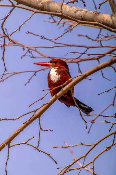 Kingfisher de peito branco no saco seco na praia de Goa, na Índia — Fotografia de Stock