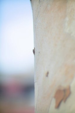 Desenli sakız ağacı kabuğu