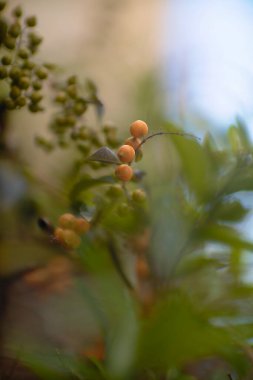 Bahar mevsimi doğa arka planında çimenler, ağaçlarda yeşil yapraklar ve güneş ışınları.