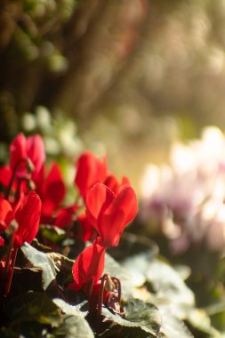 Doğadaki Döngüadamlar