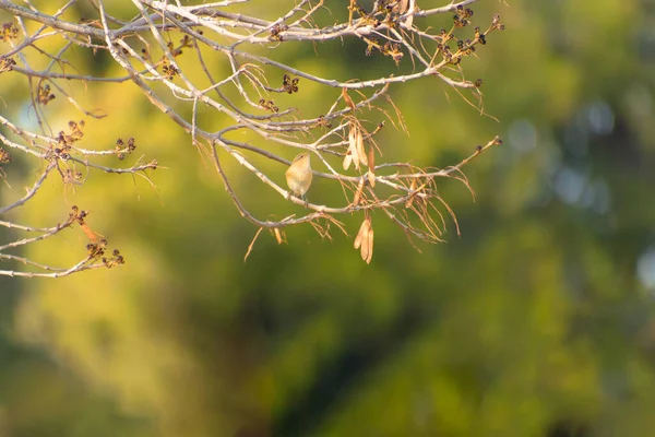 Vogel auf einem Baum — Stockfoto