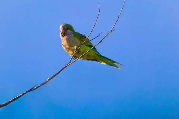 Coracias benghalensis. O peito é acastanhado e não azul como no European Roller. A coroa e ventilação — Fotografia de Stock