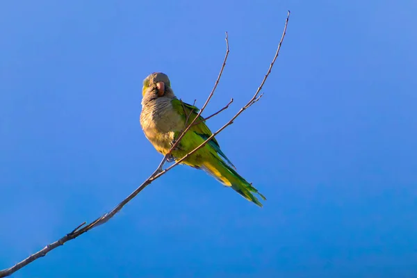 Ινδικό Roller Coracias benghalensis. Το στήθος είναι καφετί και όχι μπλε όπως στο European Roller. Η κορώνα και ο εξαερισμός — Φωτογραφία Αρχείου