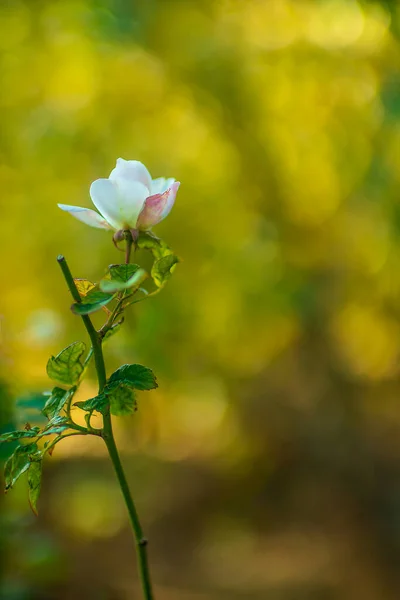 Citace o slunečním svitu, inspirativní motivační citace — Stock fotografie