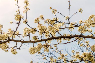 Bahar çiçeği arka planı. Çiçek açan ağaç ve parlayan güneşin olduğu doğa sahnesi. Bahar çiçekleri