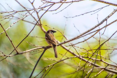 Ev serçesi Passer domesticus.