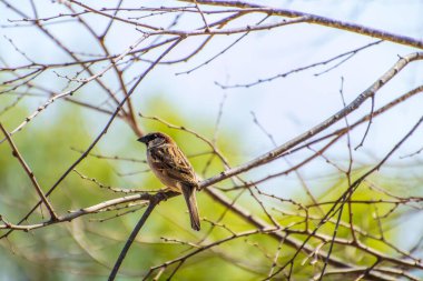 Ev serçesi Passer domesticus.