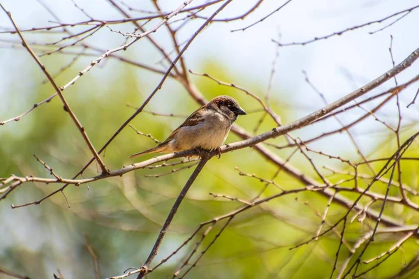 House Sparrow Passer domesticus. — Stock Photo, Image