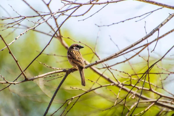 House Sparrow Passer domesticus. — Stock Photo, Image