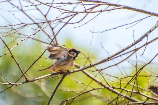 Passero domestico Passer domesticus. — Foto Stock