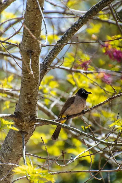 Bulbul roztomilý pták s himálajským květem barevné květiny — Stock fotografie