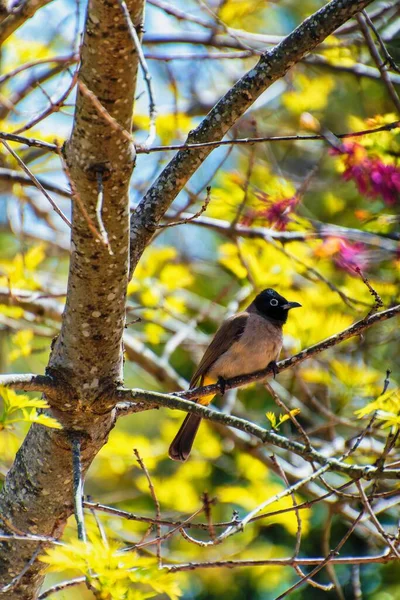 Бульбуль симпатичная птица с цветком гималайского бамбука — стоковое фото