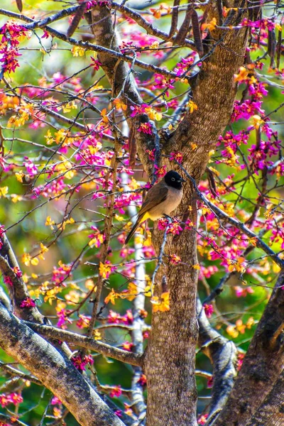 Bulbul χαριτωμένο πουλί με άνθη Ιμαλαΐων πολύχρωμο λουλούδι — Φωτογραφία Αρχείου